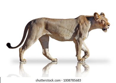 Lioness walking on white background with mirror reflection.