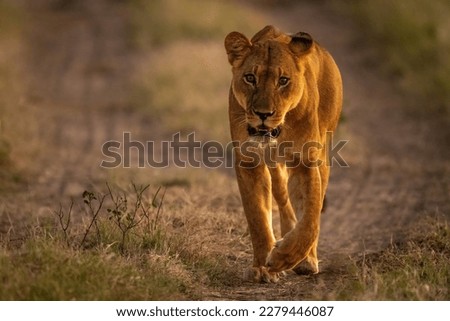 Lioness walking towards camera on dirt track