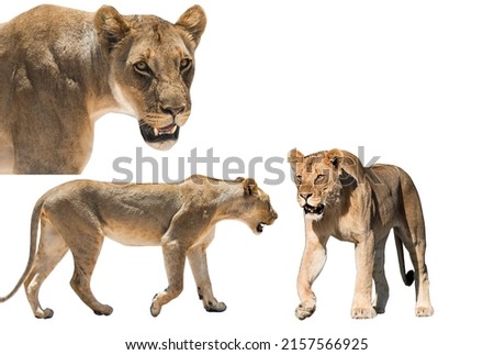 lioness walks on a white background
isolated