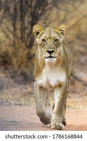 A lioness walks purposefully down a game path in the Dinokeng Game Reserve in the Gauteng Province, South Africa.