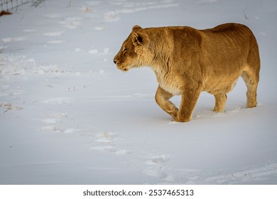 Lioness in wildlife refuge walks in the winter snows of her paddock. - Powered by Shutterstock