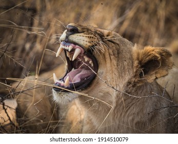 Lioness Yawning In The Early Evening Prior To Going On The Hunt