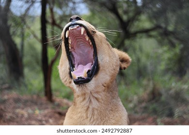 Lioness yawning exposing huge teeth - Powered by Shutterstock