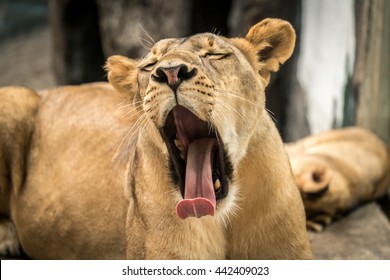 Lioness yawning, Female lion yawning, feel in lazy day