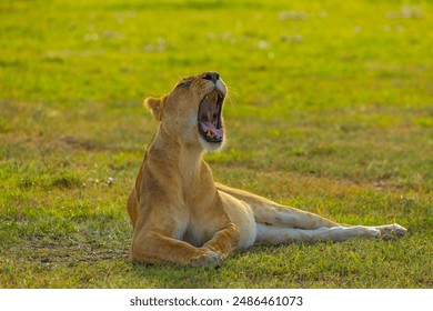 Lioness yawning. Grumeti area, Western Serengeti. Serengeti National Park. - Powered by Shutterstock