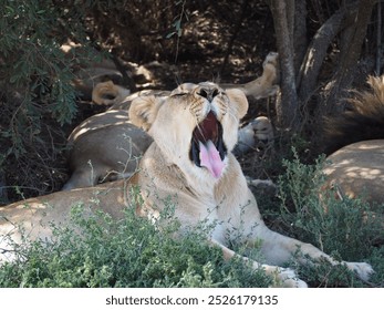 Lioness yawning in South Africa, Safari - Powered by Shutterstock