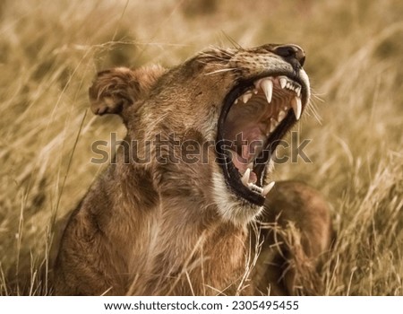 Lioness yawning in tall grass of the Okavango Delta Botswana