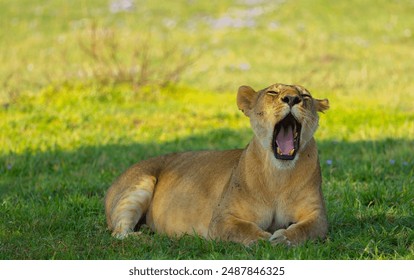 Lioness yawning. Western Serengeti, Grumeti area. Serengeti National Park, Tanzania. - Powered by Shutterstock