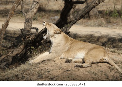 A lioness yawning while lying on the ground under the sunlight - Powered by Shutterstock