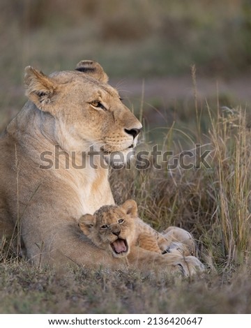 Lioness with yawning young lion cub resting on her paws.  Taken 