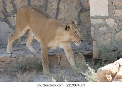 Lioness In The Zoo Near A Wall