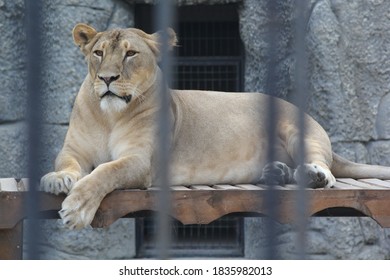 Lioness In The Zoo Standing In The Cage