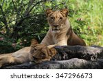 Lionesses in Busch Gardens, Tampa, Florida