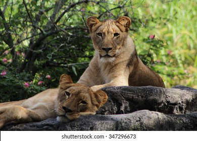 Lionesses In Busch Gardens, Tampa, Florida