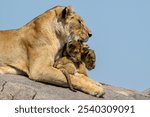 Lionesses with two cubs relaxing in the Serengeti National Park 