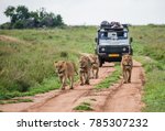 Lionesses walk along the road against the backdrop of a car with tourists. Africa. 