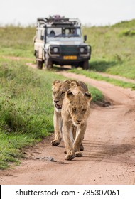 Lion Car Images Stock Photos Vectors Shutterstock