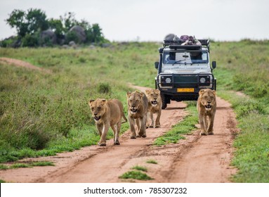 Lionesses walk along the road against the backdrop of a car with tourists. Africa.  - Powered by Shutterstock