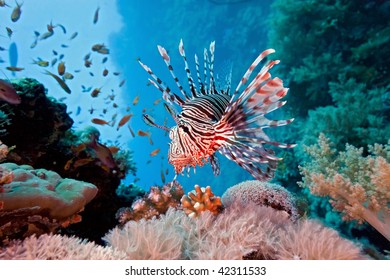 Lionfish