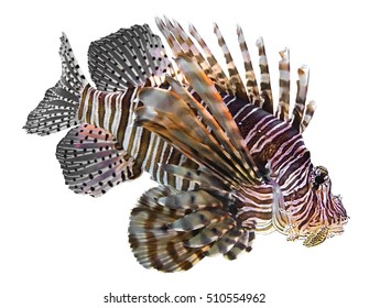 Lionfish