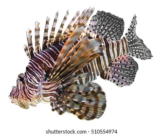 Lionfish