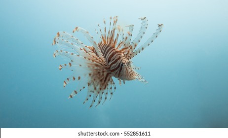 lionfish - Powered by Shutterstock