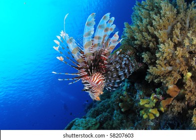 109 Lionfish shells Images, Stock Photos & Vectors | Shutterstock