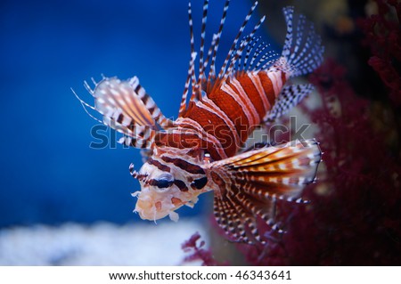 Lionfish (dendrochirus zebra)