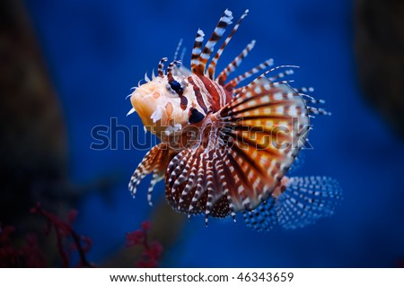 Lionfish (dendrochirus zebra)