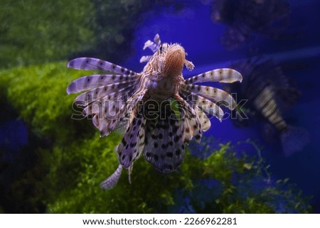 Lionfish (dendrochirus zebra), fish in an aquarium, blurred background