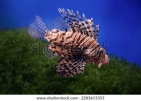 Lionfish (dendrochirus zebra), fish in an aquarium