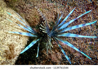Lionfish discovered in shallow water while scuba diving in the ocean in Costa Maya, Mexico.