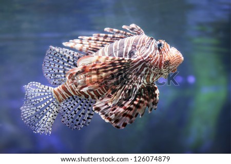 Lionfish in a Dubai Zoo aquarium. Pterois mombasae. Petrois Volitans. Lionfish. Turkeyfish. Scorpionfish. Firefish.