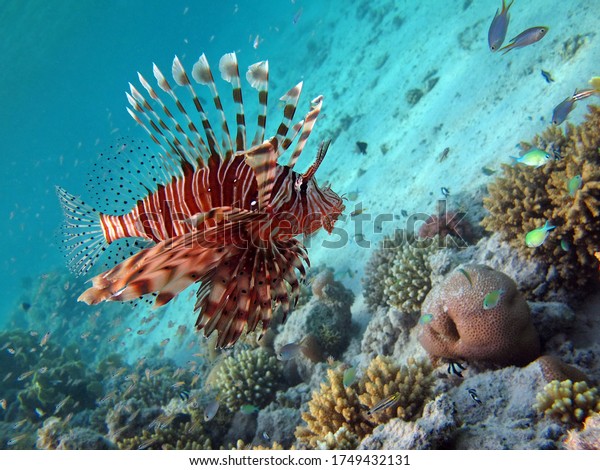Lionfish Fish - type bone fish Osteichthyes.\
Scorpaenidae. Winged warrior. Fish zebra.\
Lionfish, Corphene,\
Lionfish Warrior, Zebra\
Fish,\
