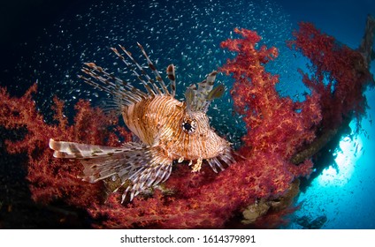 Lionfish hunting at the red sea reef, Eilat - Powered by Shutterstock