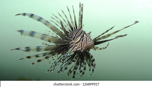 Lionfish, An Invasive Species, Off The Coast Of Florida