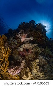 Lionfish On Beautiful Coral Reed