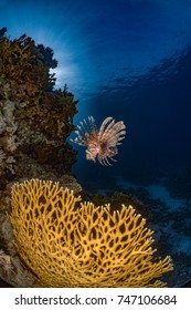 Lionfish On Beautiful Coral Reed