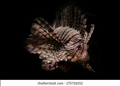 4,072 Lion fish black background Images, Stock Photos & Vectors