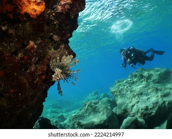lionfish on rocks and scuba divers to see underwater mediterranean fauna  - Shutterstock ID 2224214997
