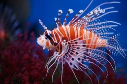 Lionfish (Pterois Mombasae)