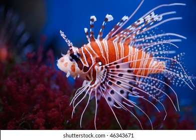 Lionfish (Pterois mombasae) - Powered by Shutterstock