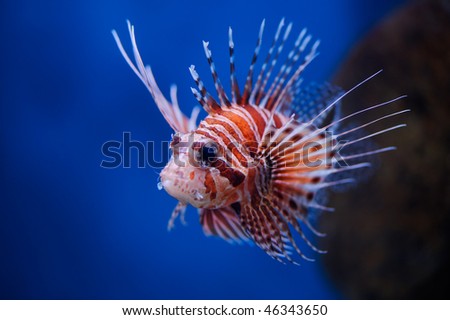 Lionfish (Pterois mombasae)