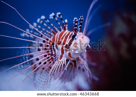 Lionfish (Pterois mombasae)