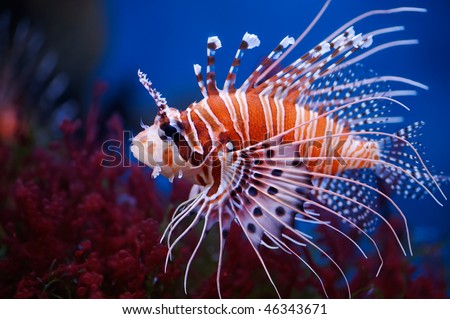 Lionfish (Pterois mombasae)