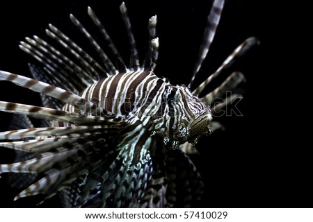 Lionfish (Pterois mombasae) in aquarium