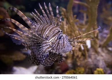 Lionfish, Pterois Volitans