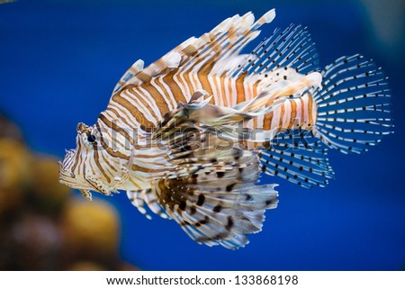 Lionfish Pterois volitans venomous tropical fish closeup