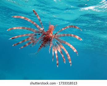 Lionfish. Scorpaenidae. Lionfish Warrior. Fish Zebra.