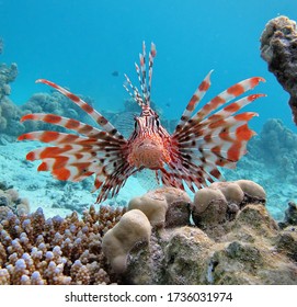 Lionfish Scorpaenidae (Scorpaenidae) Lionfish Warrior. Zebra Fish.